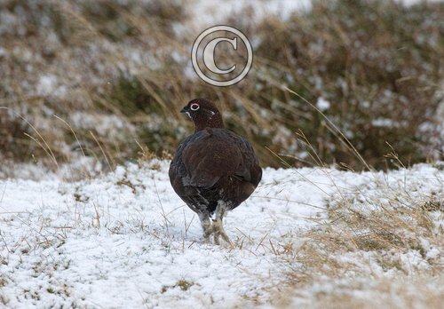 Red Grouse DM1627